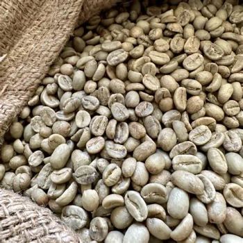 Arabica coffee bean Origin Ethiopia Moisture Content ≤ 10.5% Color Green, Uniform, Clean Screen Size 15–18 (depending On - alfoz import and export - Ethiopia