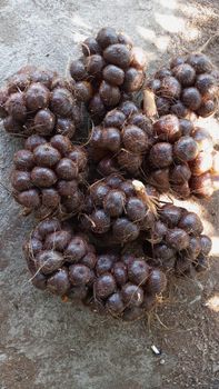 Snake Fruit Salak Organic Yes Fruit Type Salacca Salak Snakefruit - PT. Winfeel Selaras Excelindo - Indonesia