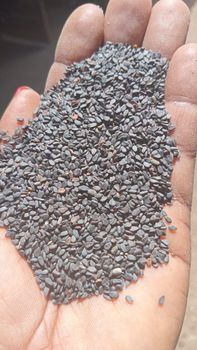 Black Sesame Seed from JAC SEEDS & OIL TRADING (PTY) LTD Black Sesame Seed - JAC SEEDS & OIL TRADING (PTY) LTD - South Africa