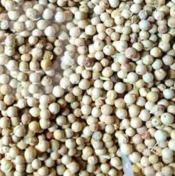 White Pepper Premium Origin Indonesia Product Type Spices - CV. Sekawan Cipta Dinar - Indonesia