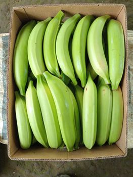 PLATANO ARTON Weight 50 Us Pounds Minimum Length 10 Inches Maximum Thickness 28 Lines Minimum Thickness 20 - campofresc expo - Colombia