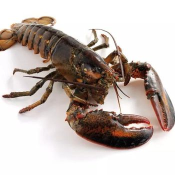 Fresh Live Lobsters Export Focused Seafood Category With Healthy Appearance Strong Vitality And Dependable Shipment Quality - TOSOH INTERNATIONAL - South Africa