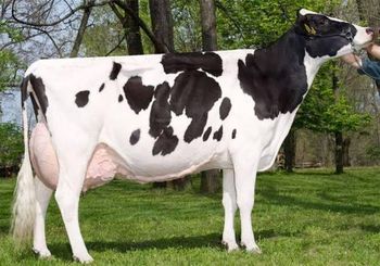 Certified Holstein Friesian Cows Strong Dairy Performance Healthy Breeding Animals Wholesale Price For Export Markets from CPW TRADE LTD Certified Holstein Friesian Cows Strong Dairy Performance Healthy Breeding Animals Wholesale Price For Export Markets - CPW TRADE LTD - United Kingdom