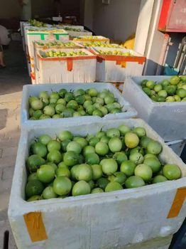 Passion Fruit - 重庆宇汉铭悦 - China