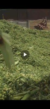 Corn silage Origin Pakistan Features Corm. Fileds silage Packaging Size 80 to 90 kg roumd bail Delivery Form 80 to 90 kg round bail, Bag - Malik muhammad shafi abdul ghaffar agriproduce - Pakistan