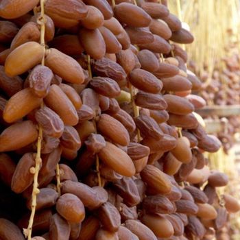lgerian Deglet Nour Dates – Premium Export Quality - degletandco - Algeria
