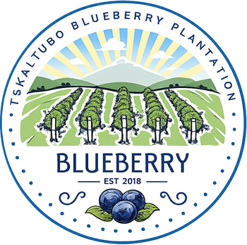 Fresh Blueberries — Premium Georgian Origin - Tskaltubo Blueberry Plantation - Georgia