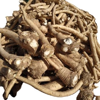 Fresh Horseradish with Spicy Taste Packaging Bag Brand Name N/M Storage Type -2℃ Weight (kg) 25kgs Shelf Life 90 DAYS Model Number - Ningxia Kofolon International Co., Ltd. - China