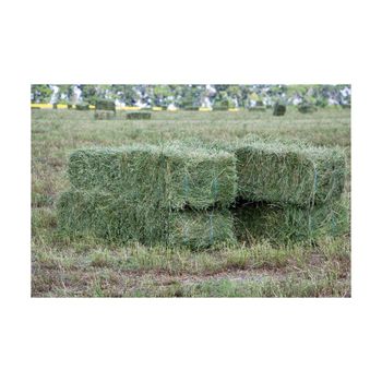 Premium alfalfa hay supplied in large bales for wholesale buyers at factory price from BMU TRADING GMBH Premium alfalfa hay supplied in large bales for wholesale buyers at factory price - BMU TRADING GMBH - Germany