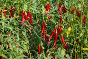 DRUMSTICK, BRINJAL,CHILLI Origin India Quality A Grade Storage Temperature 18 C Packing Type 10 Kg Carton Minimum Order Quantity 1000 - GBR EXPORTS - 91