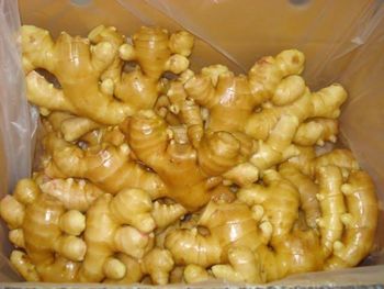 Fresh Ginger from Thailand – Premium Export Grade 100 - 150 g | Zingiber officinale | Cold Chain 12–14°C - KAEWMUNGKORNPHAESAJ CO., LTD. - Thailand