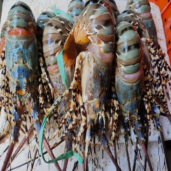 Best Frozen Lobsters Premium Quality Sweet Firm Meat Bulk Supply Available Live Chilled or Frozen - PILOTEXPORT IMPORT AND EXPORT LTD - South Africa