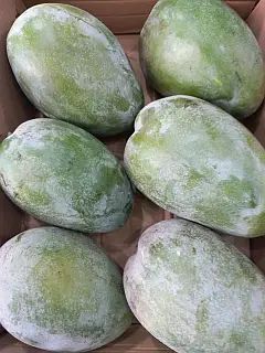 Mango R2E2 from AVANCE FOR IMPORT AND EXPORT Mango R2E2 - AVANCE FOR IMPORT AND EXPORT - Ukraine