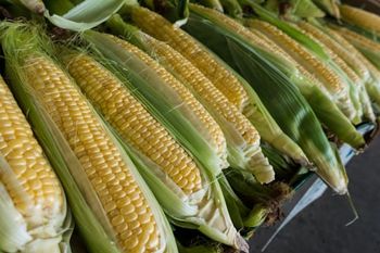 Maize – product photo, Maize products found from trusted suppliers, wholesalers, manufacturers & exporters Listing
