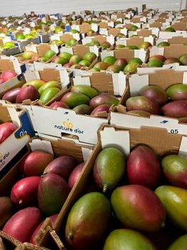 Fresh Mango - Growlentis Enterprise Limited - Kenya