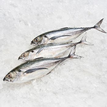 wholesales frozen hardtail scad fish from factory in bulk to export - TANIS IMPORT & EXPORT COMPANY LIMITED - Vietnam