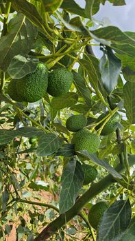 Hass Avocados from Mau Limited Hass Avocados - Mau Limited - United Kingdom