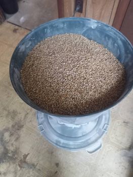 Distilling malt from barley Raw - BF GLOBAL TRADING (PTY) LTD - South Africa