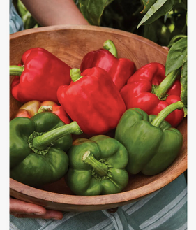 Wholesale Fresh Red Chili Pepper Superior High Quality Pepper / Green Chili Pepper. Cheap sales. Habanero pepper - Almaa SCS - Belgium