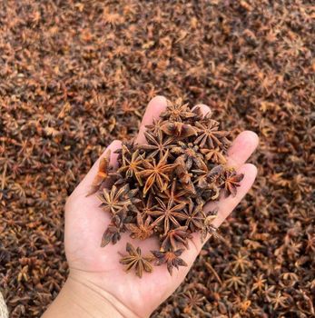 Star Anise Soil Preference Fertile Limestone Mountain Areas Preferred Climate Cool, Humid With Abundant Rainfall Notable Region Lang Son Is Considered The 'capital' Of Vietnamese Star - Indochina Globe - Vietnam