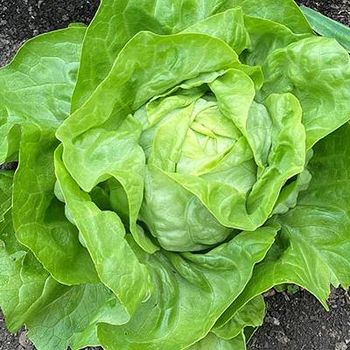 Fresh romaine lettuce Grade A Content no Style Fresh Weight (kg) 0 Ingredients no Storage Type frsh Shelf Life 9months Address south - NJICUDA GLOBAL TRADE PTY LTD - South Africa