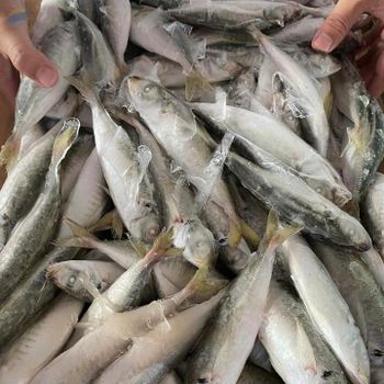 Frozen Mackerel Scad -  Huvy Export Import Co., Ltd.  - Vietnam