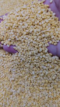 Husked Mung Splits, Mung Dal, Moong Dal Form Whole Origin India Color Olive-green Organic Conventional Delivery Form Bag, Sacks - Ayanshi Export Pvt Ltd - India