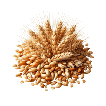 Bulk wheat grains arranged for discount price procurement and reliable supply - AMAC GOLD AND DIAMOND METALS SUPPLIER - Germany