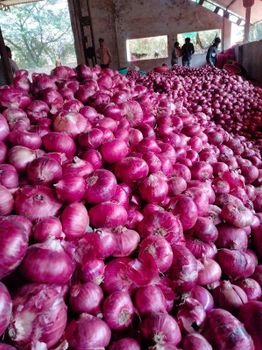 Quality Red Onion – product photo, Dried Red Onion products found from trusted suppliers, wholesalers, manufacturers & exporters Listing