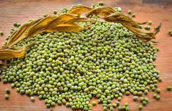 High Quality Green Mung Beans Export Grade Whole Moong Bulk Supply Available - TRADECENTRIC LLC - United States