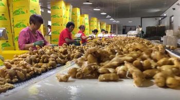 2026 Fresh Ginger Cheap Price Supplier High Quality Ginger Wholesale Price Export to Egypt - Banyen Inter Corp - Thailand