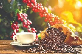Vietnamese Robusta Coffee Beans Grade 1, Screen 18 (Wet Polished). – product photo, Green Beans Coffee products found from trusted suppliers, wholesalers, manufacturers & exporters Listing