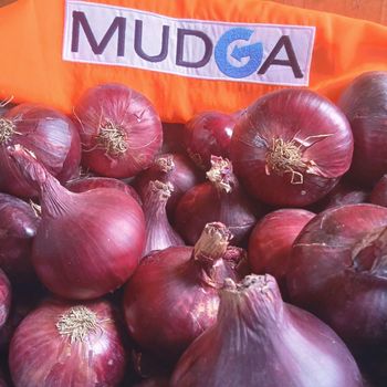 Fresh red onion – product photo, Dried Red Onion products found from trusted suppliers, wholesalers, manufacturers & exporters Listing