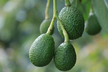 Fresh Avocado Variety [Hass] - Safqa Trading - Ethiopia