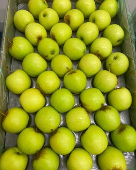 Golden Delicious Apples for sale - NINE FRUITS EXPORTS (PTY) LTD - South Africa
