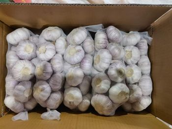 Ajo/ail - Jinxiang fresh food co.,ltd - China