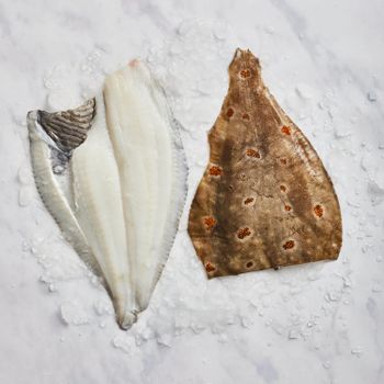 Top Quality Frozen Plaice Fish IQF Whole Fillet Flatfish for Hotels Restaurants and Markets - PILOTEXPORT IMPORT AND EXPORT LTD - South Africa