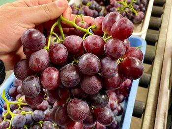 Fresh Quality Table Grapes Available Now Organic Yes Origin South Africa Color Black, Green, Red Degree of Processing Fresh - NINE FRUITS EXPORTS (PTY) LTD - South Africa