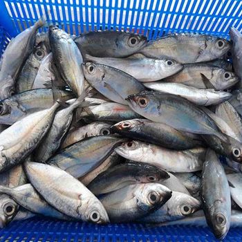 Top Selling Frozen Seafood Bigeye Scad From Vietnam Manufacture - TANIS IMPORT & EXPORT COMPANY LIMITED - Vietnam