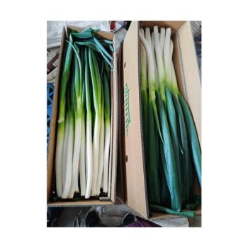Wholesale Giant Green Chinese Onion Fresh Shallot Loose Carton Export to Japan Korean Singapore - Shouguang Aowoshi Vegetable Food Co., Ltd - China