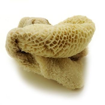 Dry Salted Omasum and Frozen Salted Beef Omasum - N.G westen holding B.V - Netherlands