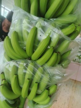 Fresh cavendish banana from LFJ AGRI-VENTURE CORP. Fresh cavendish banana - LFJ AGRI-VENTURE CORP. - Philippines