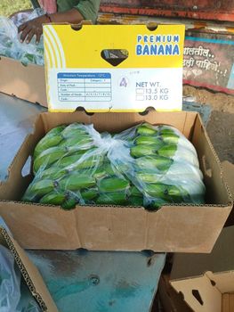 Cavendish Banana - MT Global Export - India