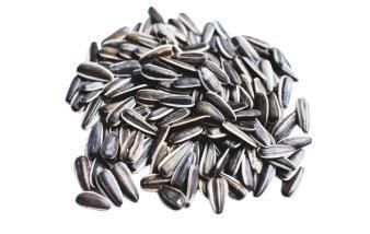 Sunflower seeds Jalalabad fried variety from SULTAN AGRO IMPEKS Sunflower seeds Jalalabad fried variety - SULTAN AGRO IMPEKS - Uzbekistan