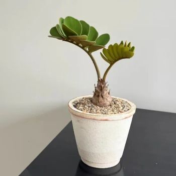 Zamia Furfuracea Indoor Plants Outdoor Bonsai - Kunming Gold Petal Co., Ltd. - China