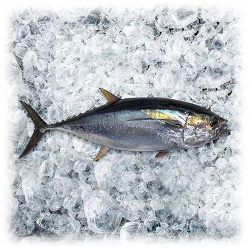 Low-Fat Nutritious Seafood IQF Frozen Yellowfin Tuna Loin Wild-Caught a Grade with - TRADECENTRIC LLC - United States