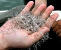 European glass eels EU certified 1-ton available November -January - GFF Fish Farm - United States