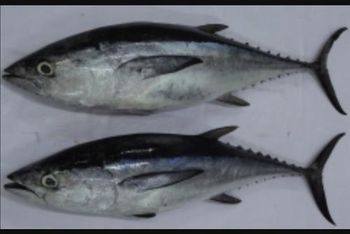 FROZEN TUNA Shelf Life 2 YEARS Packaging RUNNING PACK Packing Method Running Weight Pricing Options Nwnc, Nwfc, Fwnc, Fwfc - Netfish India - India