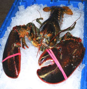 Live American Lobster Premium Live Seafood Carefully Chosen To Deliver Incredible Flavor Freshness - TRADECENTRIC LLC - United States