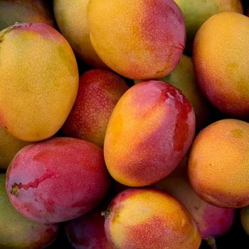 Fresh HADEN MANGOES Best Price IQF Dices Sweet Bulk Style Packing Material Water Preserved Fruit Exported from TRADECENTRIC LLC Fresh HADEN MANGOES Best Price IQF Dices Sweet Bulk Style Packing Material Water Preserved Fruit Exported - TRADECENTRIC LLC - United States